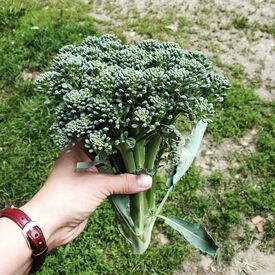 Waltham 29, Broccoli Seeds